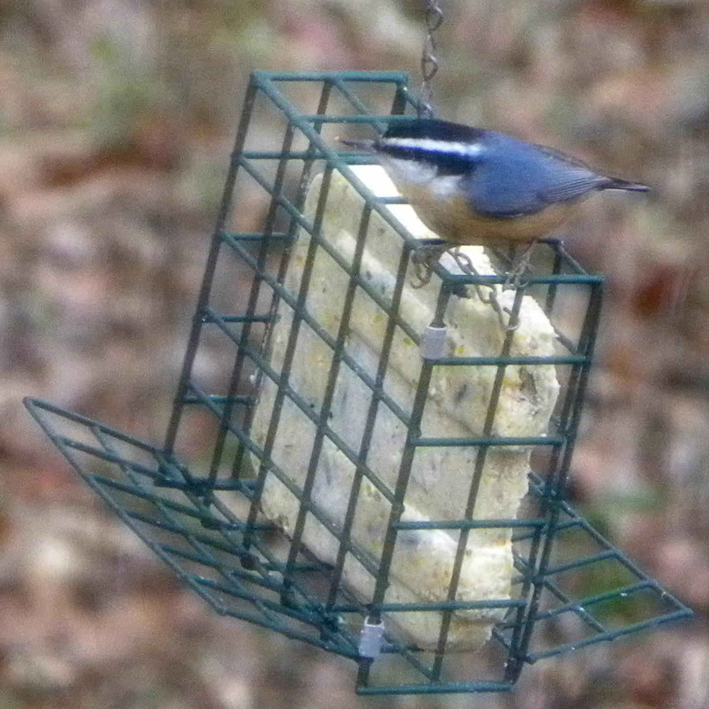 Red-breasted Nuthatch (Sitta canadensis), photo 7