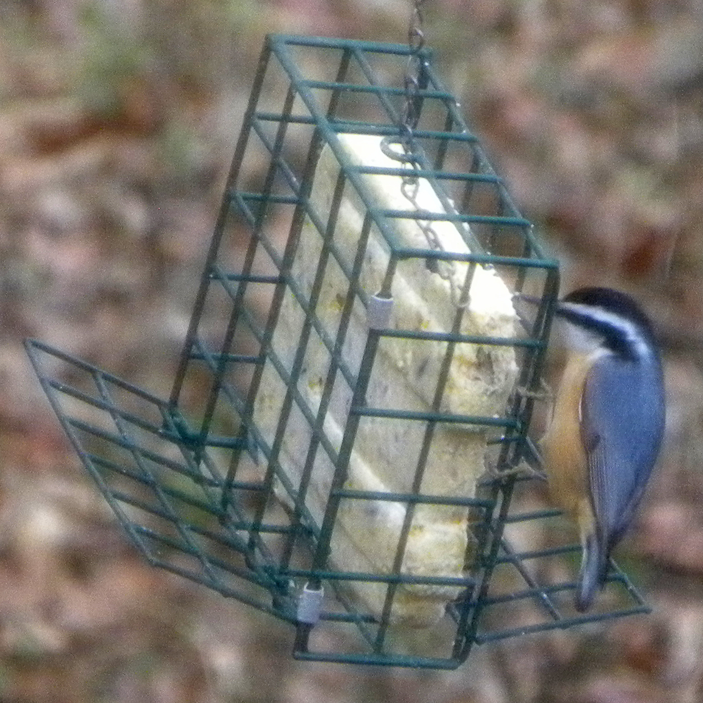 Red-breasted Nuthatch (Sitta canadensis), photo 8
