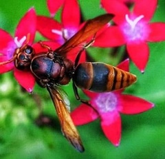 Rhynchium