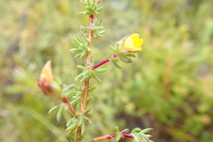 Aspalathus juniperina juniperina