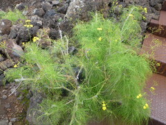 Sonchus leptocephalus, photograph (c) Sheelagh Halsey, some rights reserved (CC BY)