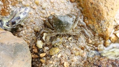Hemigrapsus penicillatus