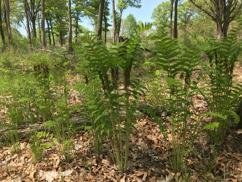 iNaturalist observation photo of interrupted fern