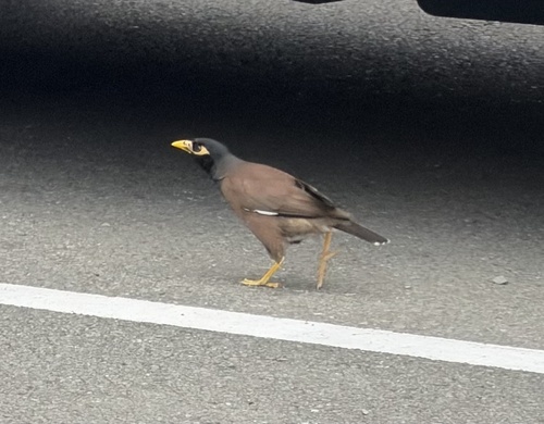 Common Myna (Acridotheres tristis), photo 7
