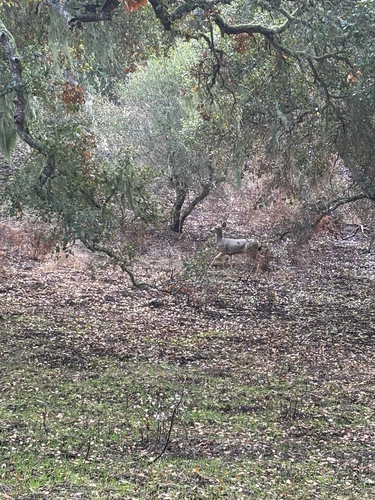 iNaturalist observation photo of Mule Deer
