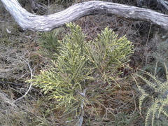 Halocarpus