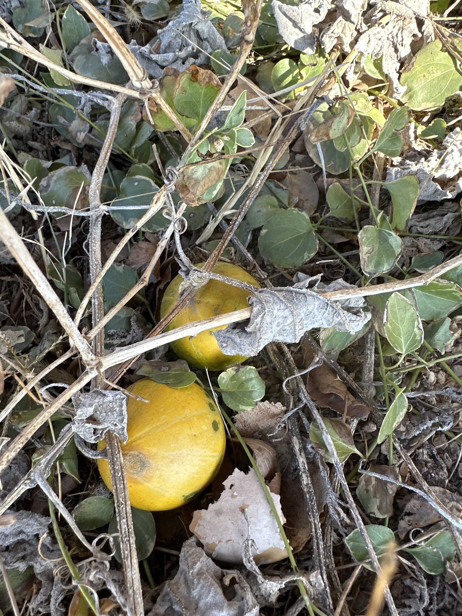 Photo by amyphillipsus via iNaturalist (Copyright amyphillipsus)
