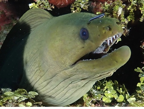 Chestnut moray (Gymnothorax castaneus) — Muraenidae