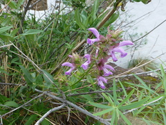 (c) Sheelagh Halsey, some rights reserved (CC BY) Salvia canariensis, photograph (c) Sheelagh Halsey, some rights reserved (CC BY)