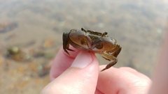 Hemigrapsus penicillatus