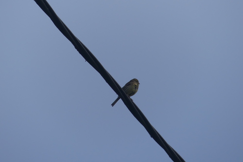 Cirl Bunting (Emberiza cirlus), photo 3