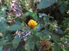 Bidens pilosa pilosa