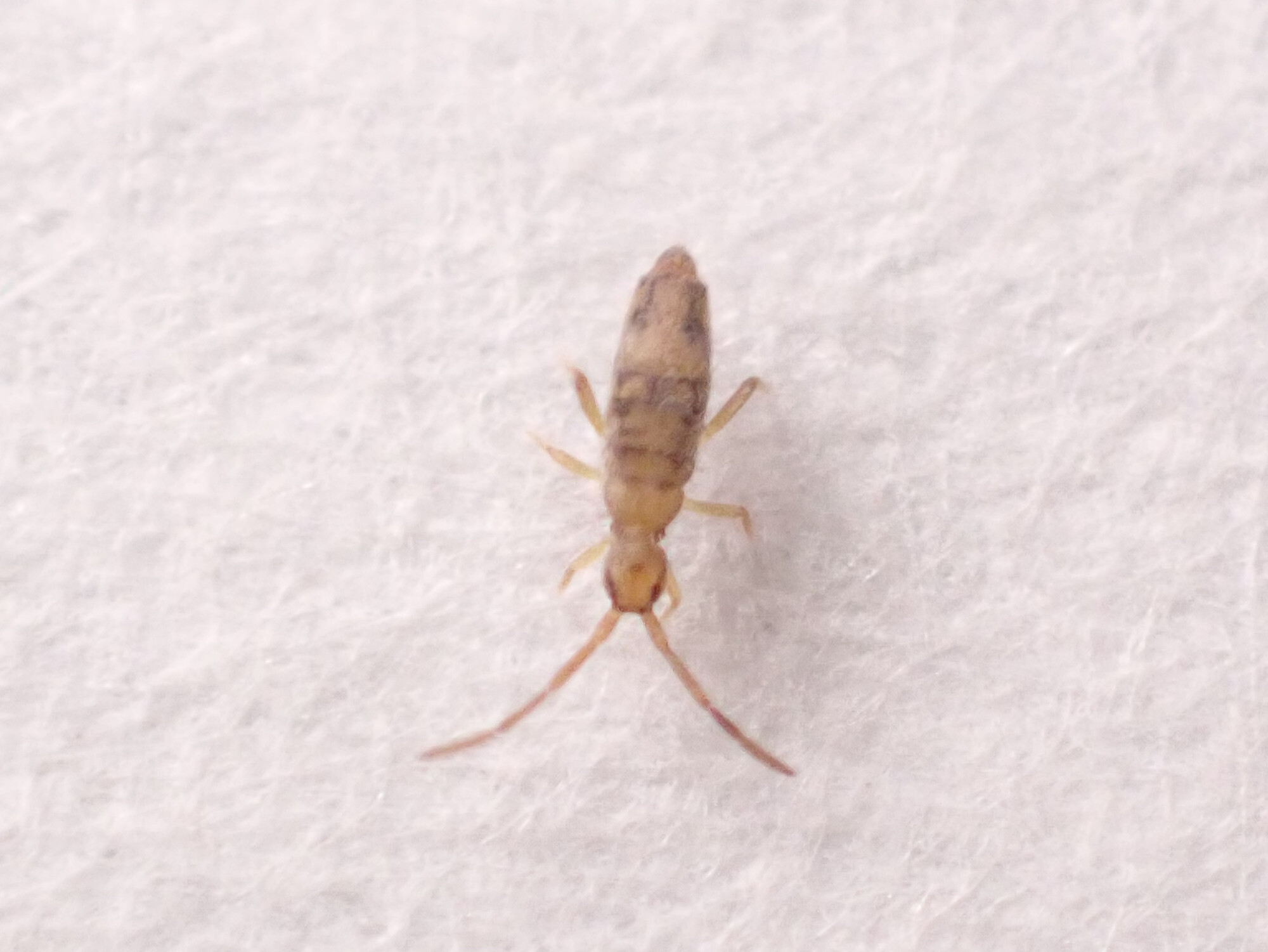 Entomobrya nivalis (C.Linnæus, 1758)