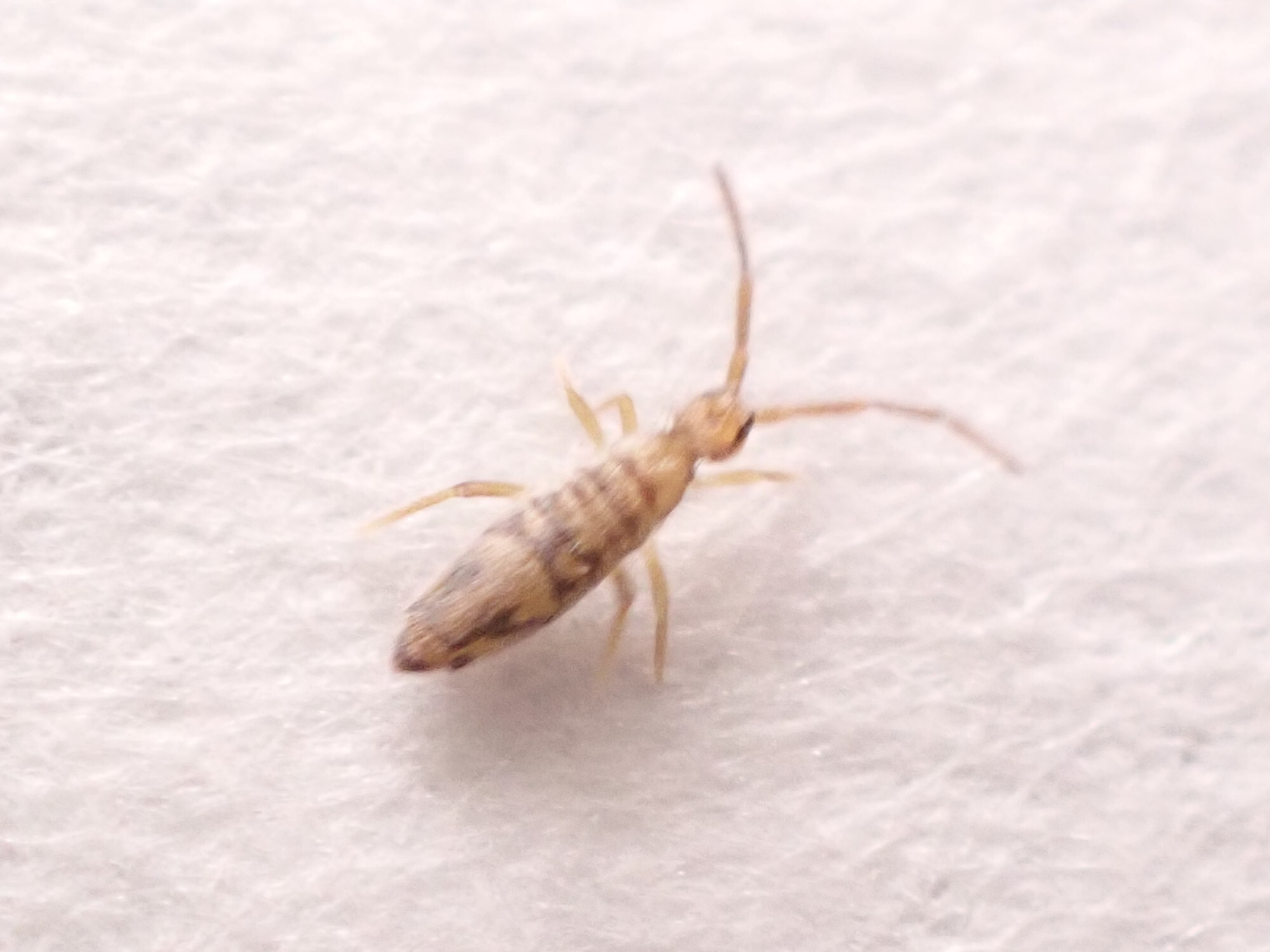 Entomobrya nivalis (C.Linnæus, 1758)
