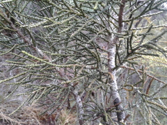 Halocarpus