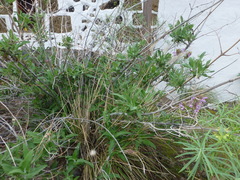 (c) Sheelagh Halsey, some rights reserved (CC BY) Salvia canariensis, photograph (c) Sheelagh Halsey, some rights reserved (CC BY)