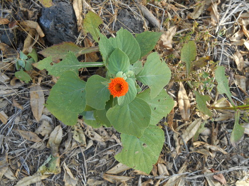 Verbesina crocata