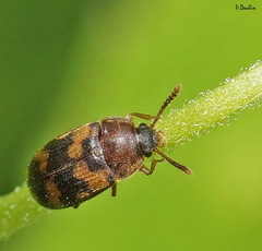 Mycetophagus piceus