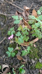 Geranium robertianum