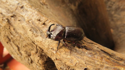 Amblyodus