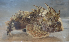 Waspfish photo 2