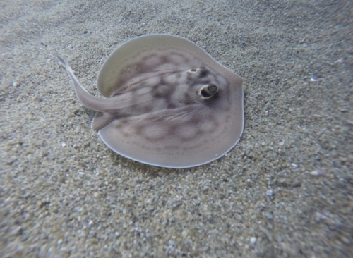 Roosdoornrog (Urobatis concentricus) — Urotrygonidae — 2