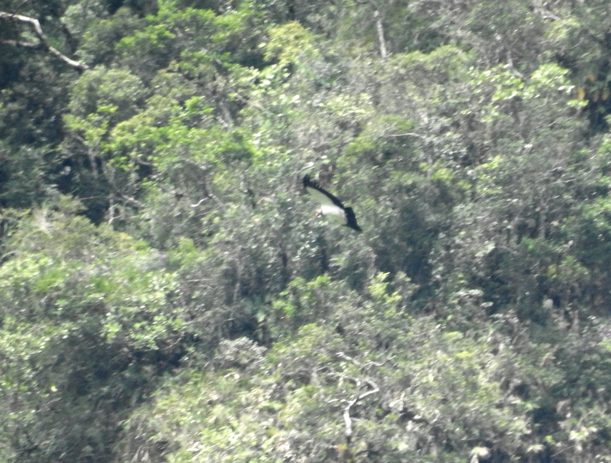 Sarcoramphus papa (Linnaeus, 1758)