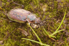 Blethisa multipunctata
