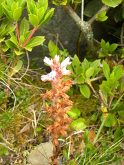 Orobanche coerulescens