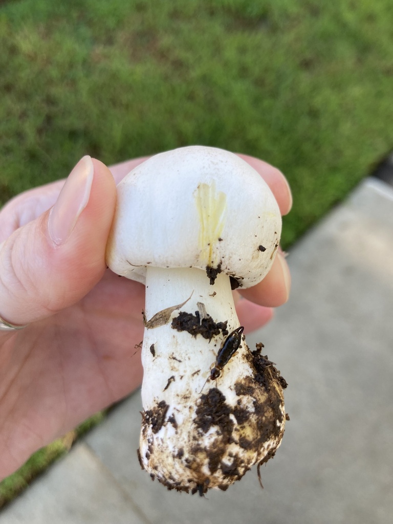 Agaricus xanthodermus · January 2026 · photo: © scheim (iNaturalist, cc-by-nc)