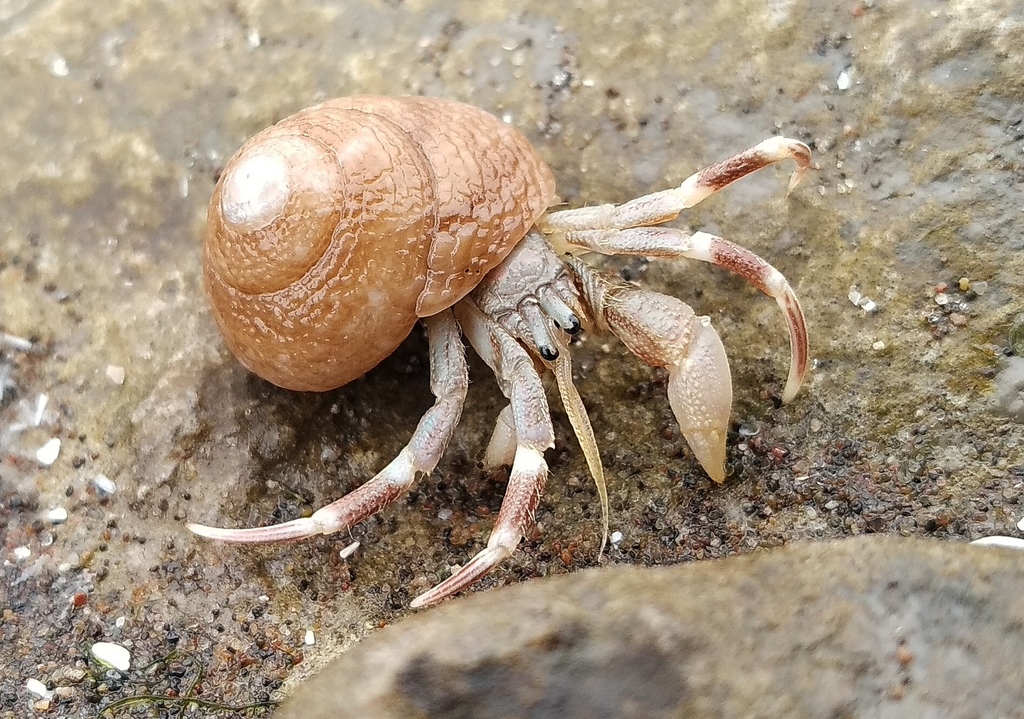 Loxopagurus