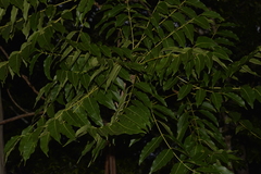 Dysoxylum mollissimum