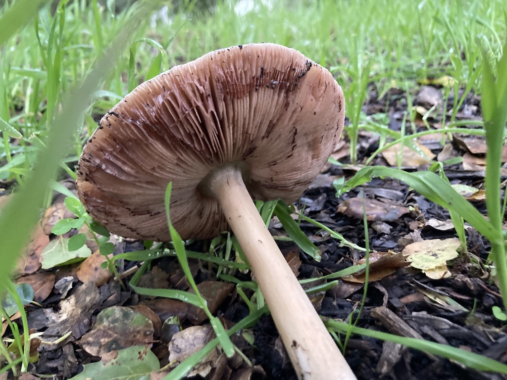Volvopluteus gloiocephalus · January 2026 · photo: © scheim (iNaturalist, cc-by-nc)