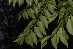 Dysoxylum mollissimum