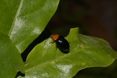 Lamprolina simillima