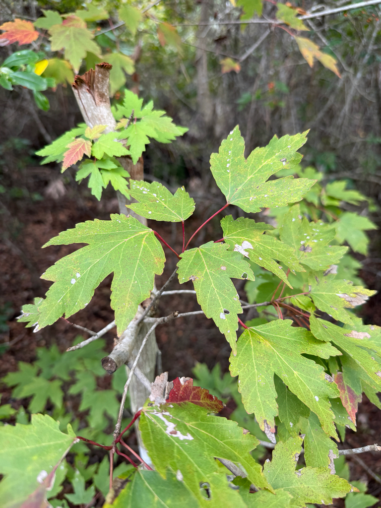 Cây phong lá đỏ – Acer rubrum