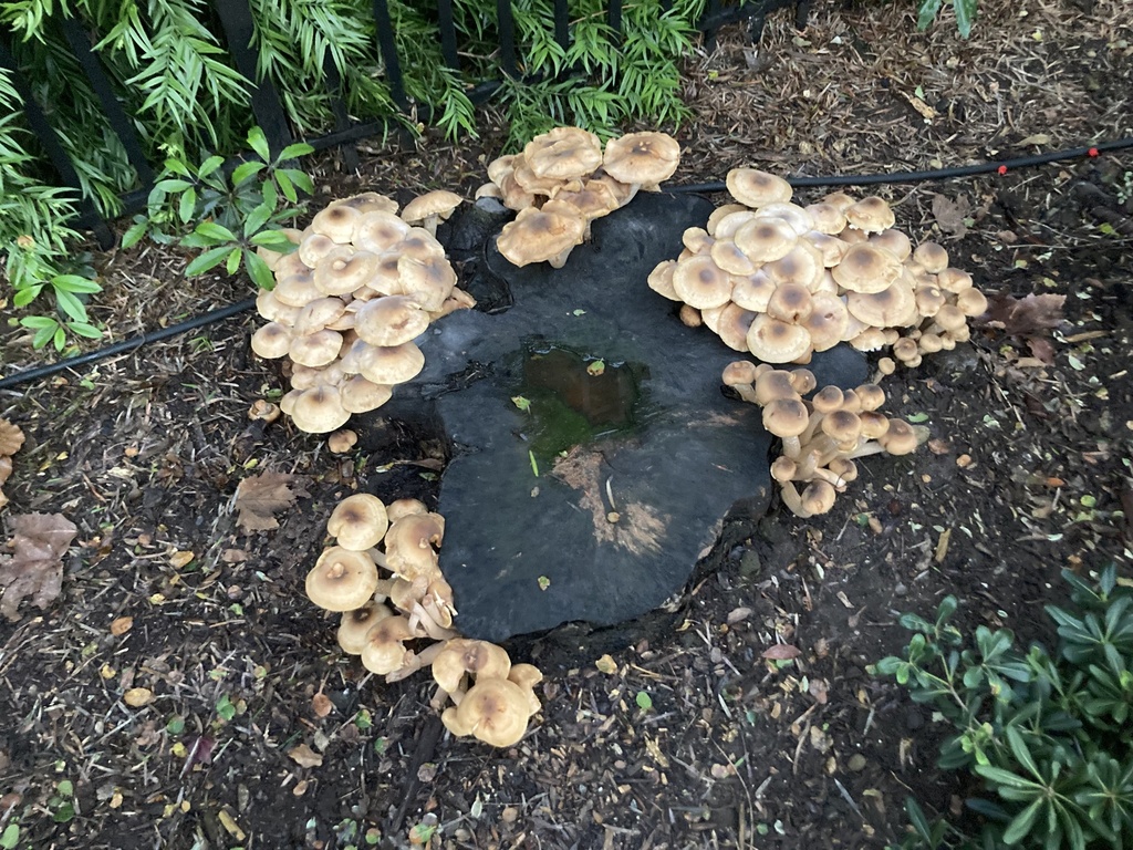 Armillaria mellea · January 2026 · photo: © scheim (iNaturalist, cc-by-nc)