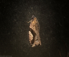 Statherotis pendulata