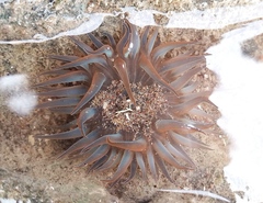 Bunodosoma zamponii