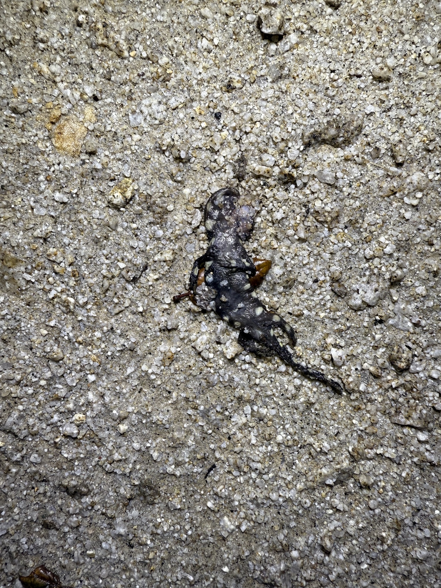 Ambystoma californiense Gray, 1853