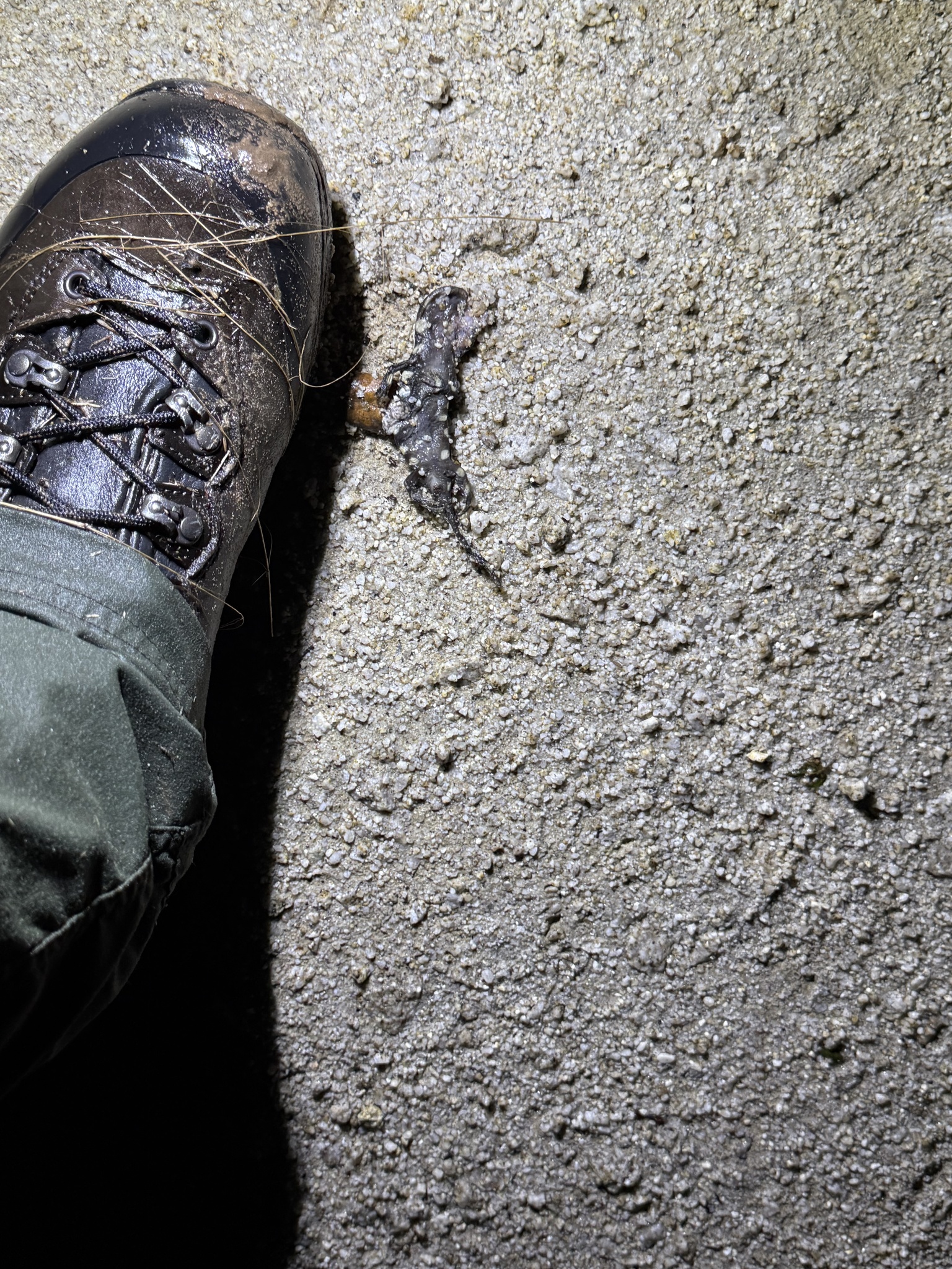 Ambystoma californiense Gray, 1853