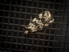Barea eucapnodes