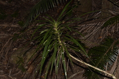 Cordyline stricta