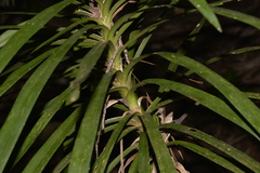 Cordyline stricta