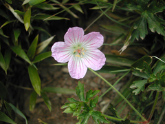 Geranium hayatanum