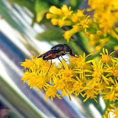 Stomorhina obsoleta