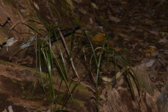Cyperus filipes