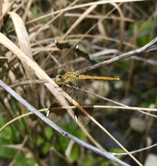 Sympetrum pedemontanum