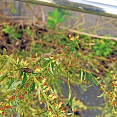 Stomorhina obsoleta