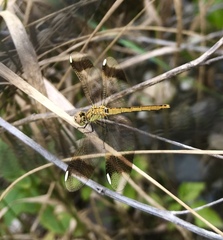 Sympetrum pedemontanum
